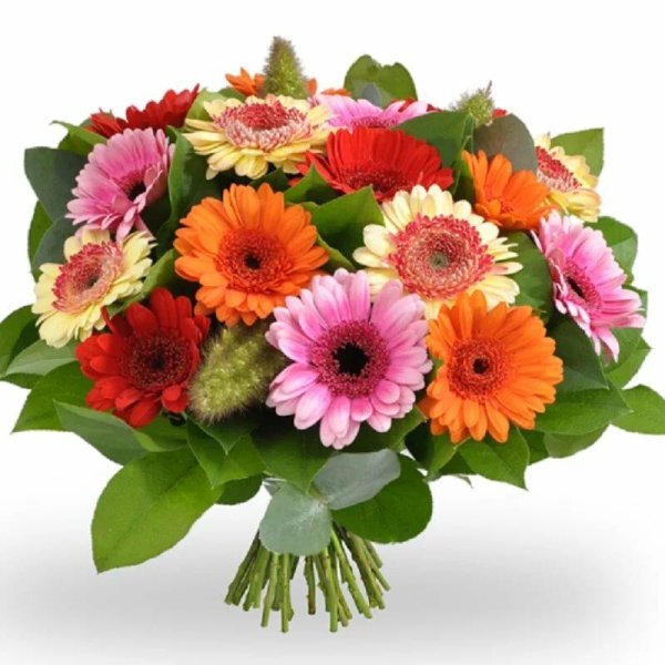 Гербера цветок