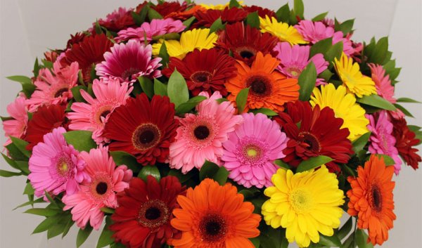 Пионовидные герберы