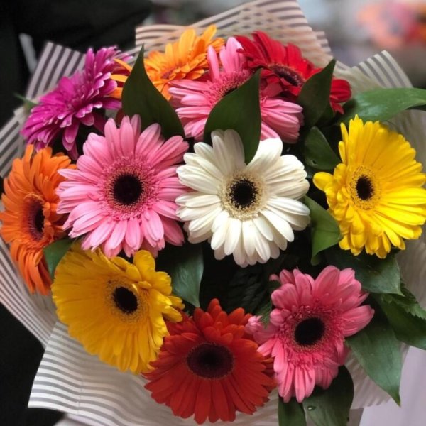 Гербера Карамболь