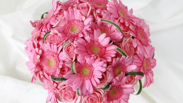 Красные герберы букет