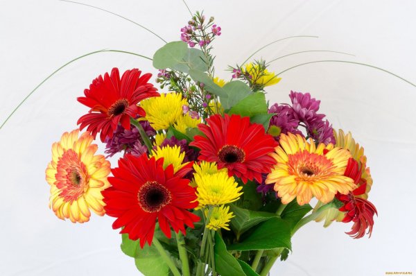 Гербера красная спринг