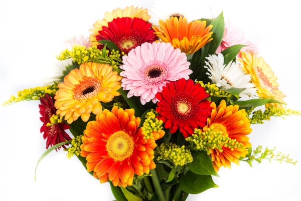 Гермини цветок