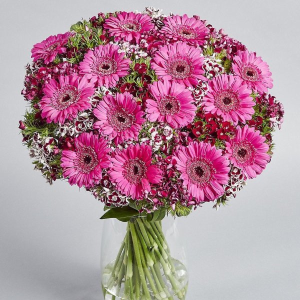 Красивые герберы