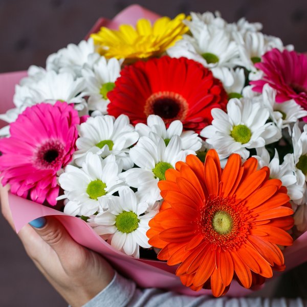 Гербера ДЖЕТСЕТ