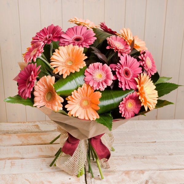 Гербер цветок