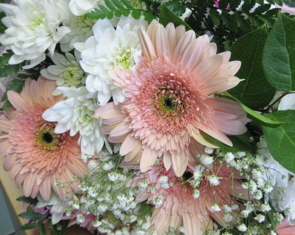 Букет белых гербер