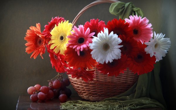 Герберы фото