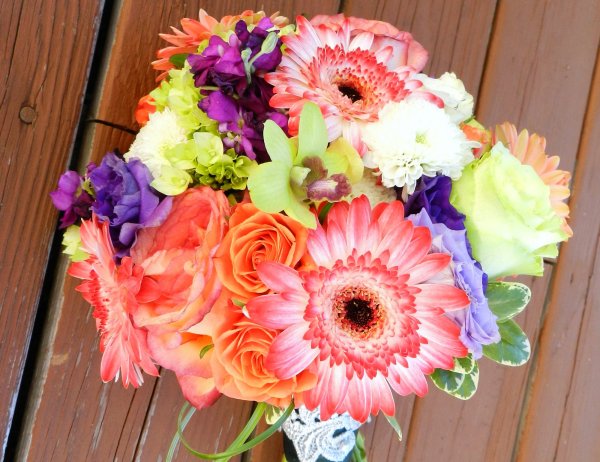 Герберы низкорослые