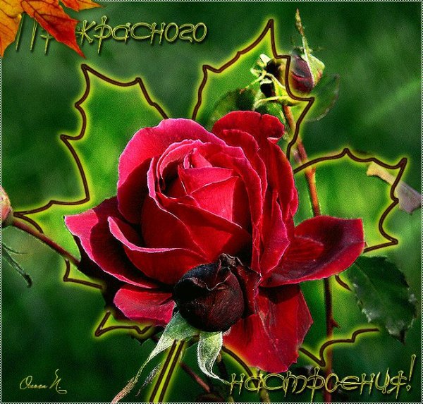 Цветы для Леночки красивые сверкающие