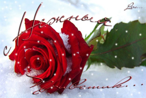 Зимние розы с пожеланием
