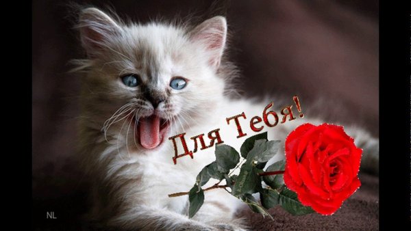 Открытка с котиком для тебя