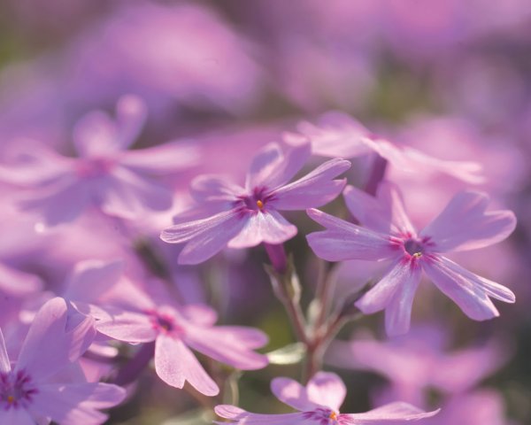 Сиреневые цветочки