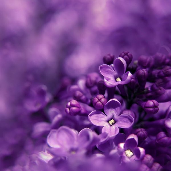 Лавандовый Крокус – Lavender Crocus