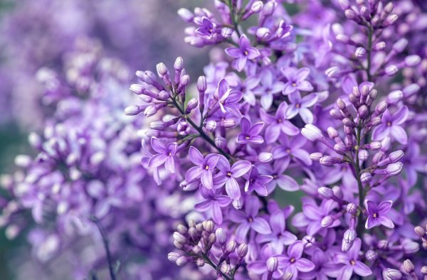 Ветреница сиреневая