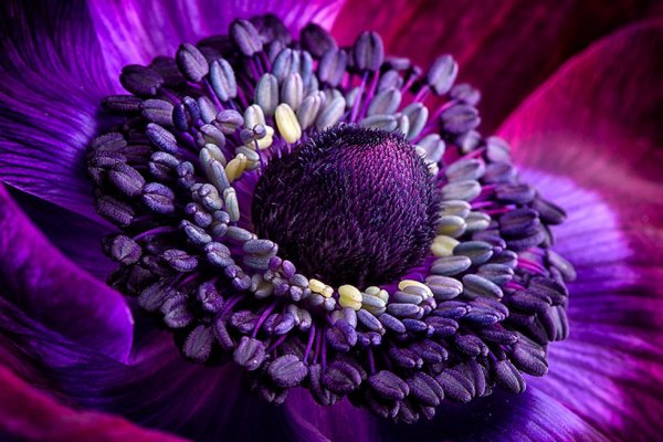 Сиреневые цветы