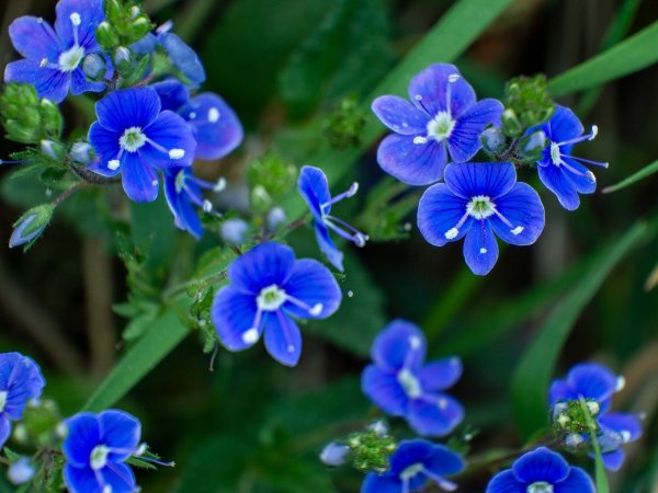 Вероника Дубравная розовая