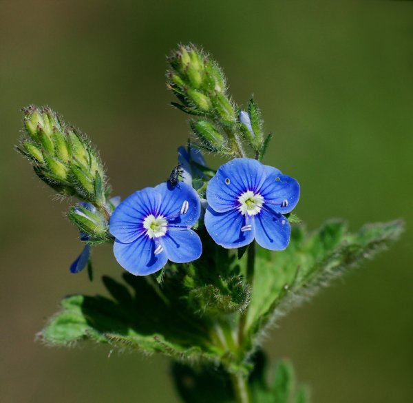 Вероника Дубравная