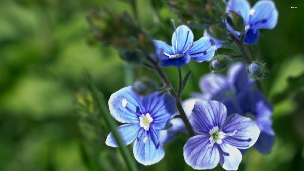 Вероника Дубравная листья