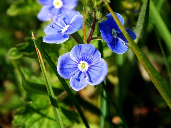 Вероника Дубравная Veronica chamaedrys