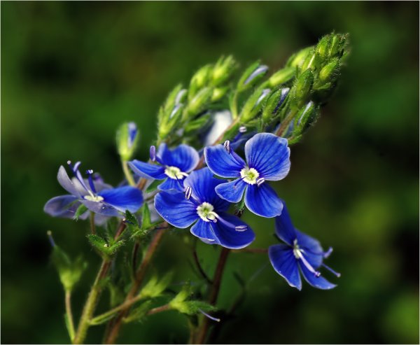 Вероника Дубравная растение