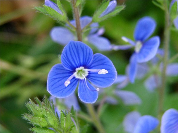 Вероника Дубравная семейство