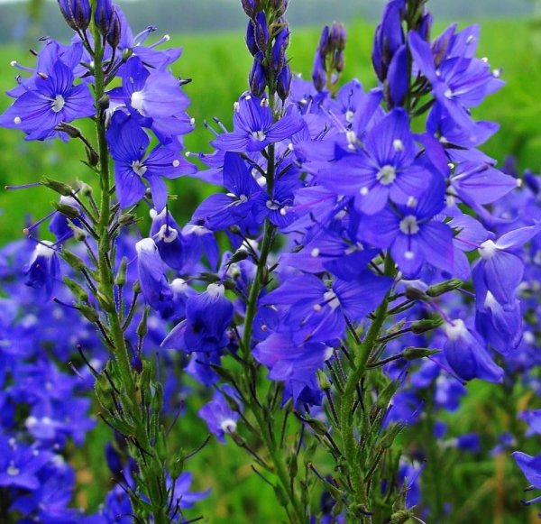 Вероника растение