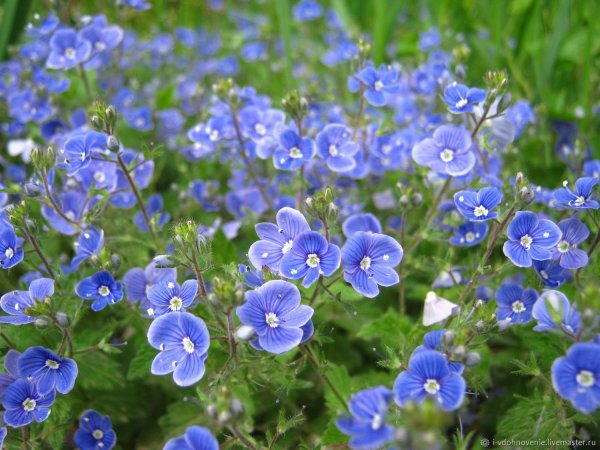 Вероника Дубравная семейство