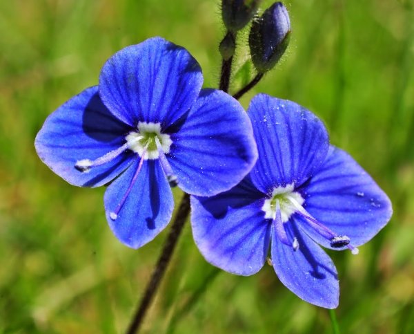 Вероника растение