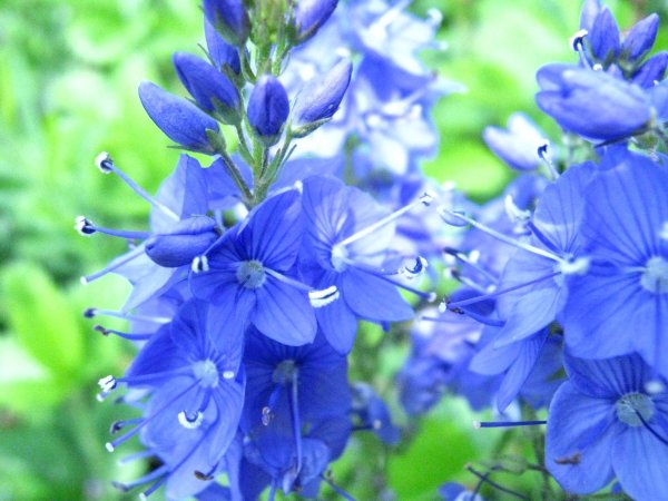 Вероника синяя цветок