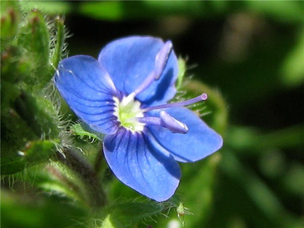 Вероника Дубравная розовая