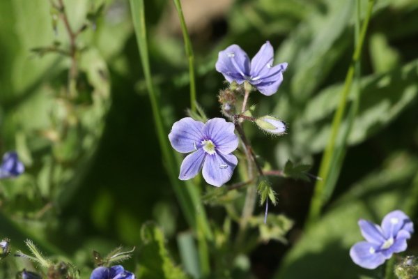 Вероника Дубравная Veronica chamaedrys