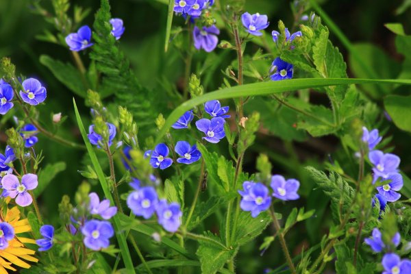 Вероника Дубравная Veronica chamaedrys