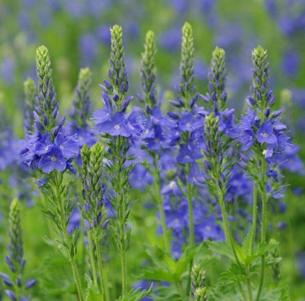 Вероника Дубравная