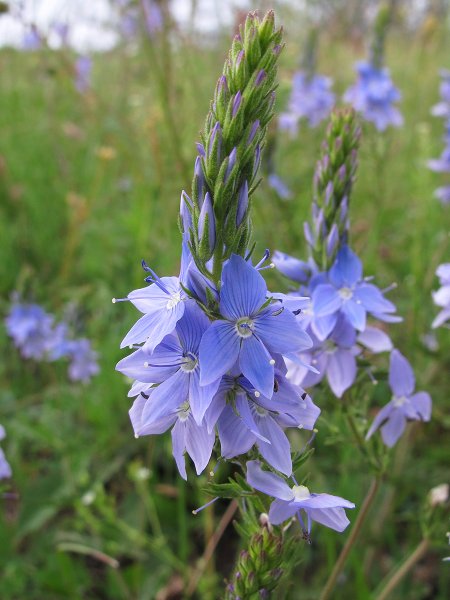 Veronica. Растение Вероника - семейство. Норичниковые.