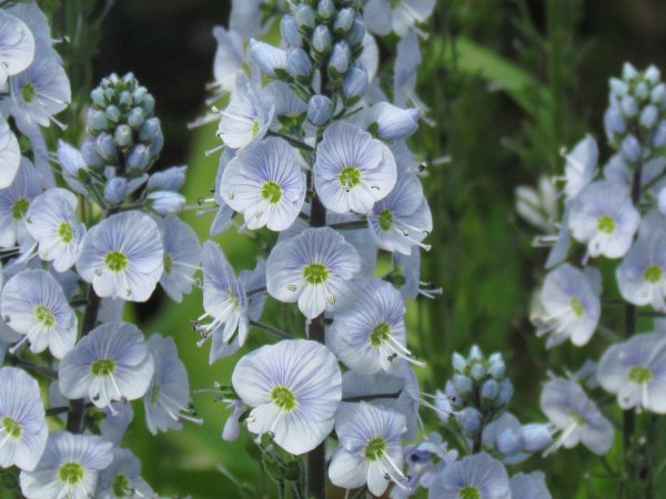 Растение Вероника горечавковая