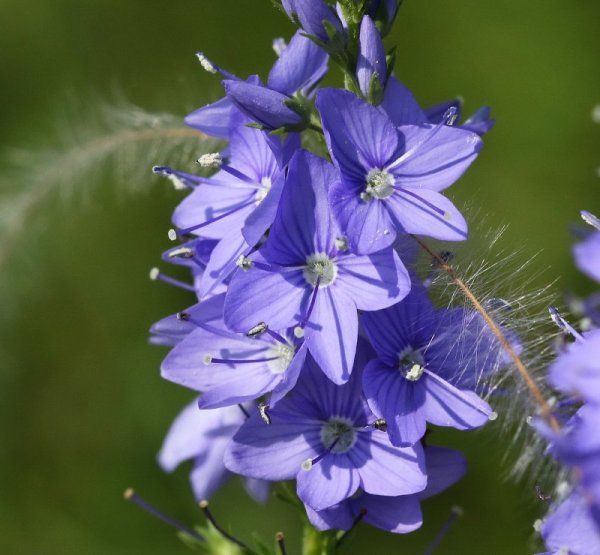 Вероника горечавковая Блю