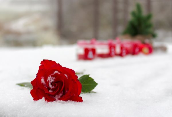 Розы на снегу