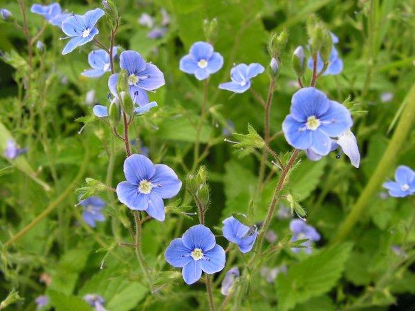 Вероника лекарственная Veronica officinalis