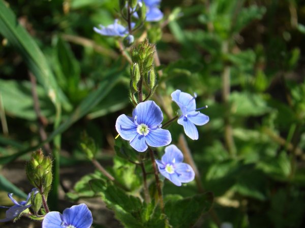 Вероника Австрийская 'Knallblau'