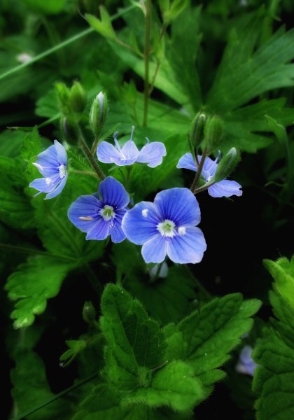 Вероника растение