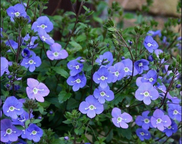 Вероника цветоножковая почвопокровная