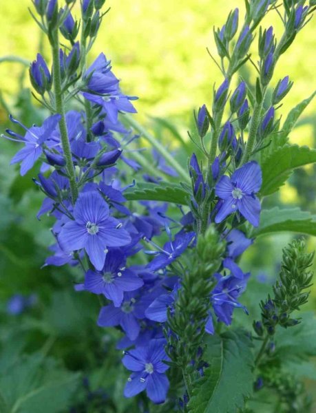 Вероника лекарственная