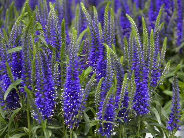 Вероника длиннолистная (синий)