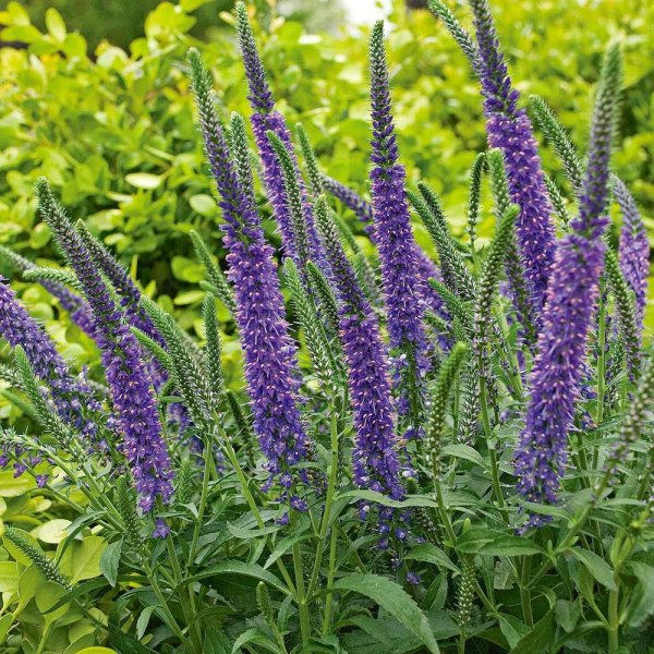 Вероника растение