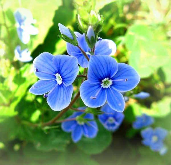 Вероника Дубравная Royal Blue