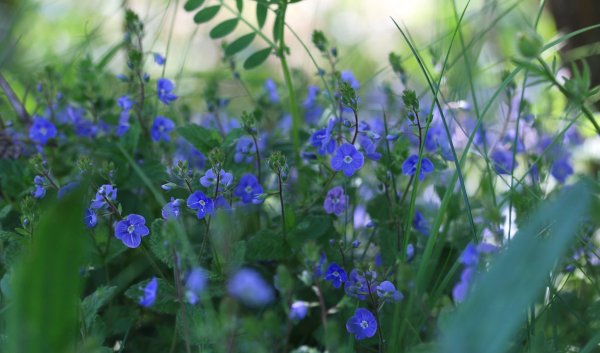 Вероника Полевая растение