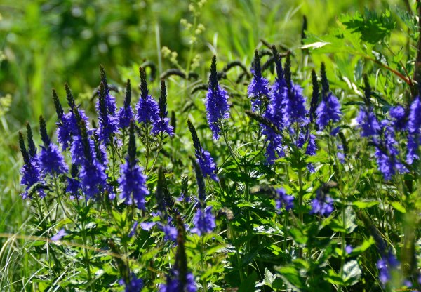 Вероника растение