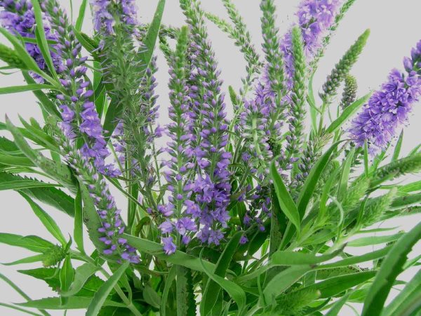 Вероника Айсикл