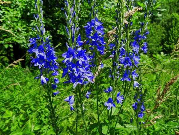 Вероника широколистная голубая