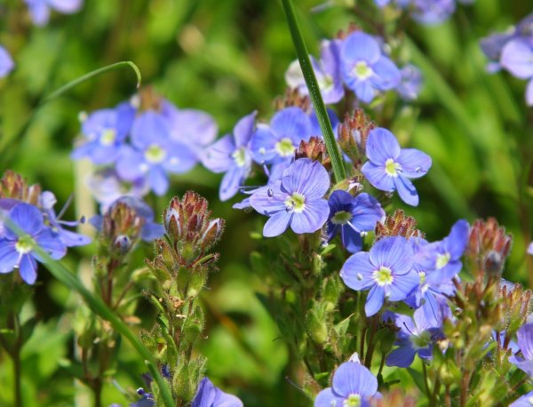 Вероника льнянколистная